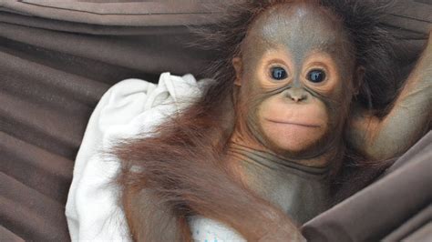 Baby Orangutan