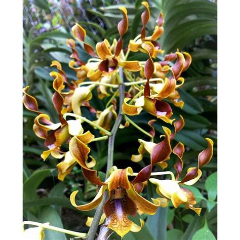 Jual Dendrobium Lasianthera JUNGLE Dewasa Shopee Indonesia