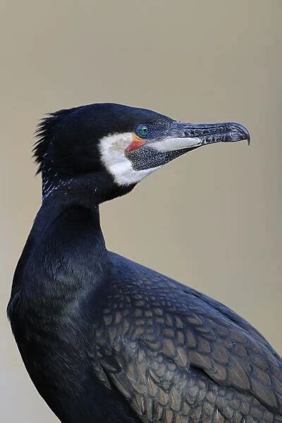 Great Cormorant Phalacrocorax Carbo Our Beautiful Wall Art And Photo