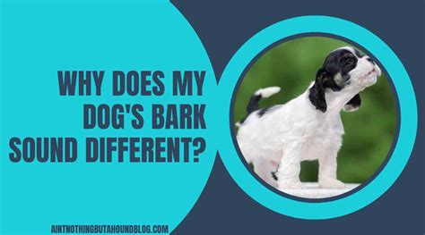 Why My Dog's Bark Sound Different?[Medical & Non-Medical Reasons]