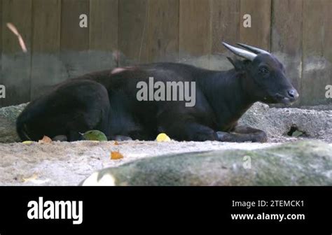 Full Body Side View Of An Endangered Lowland Anoa Lying On The Ground ...