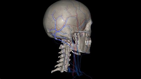 Premium Photo | The occipital vein is a vein of the scalp