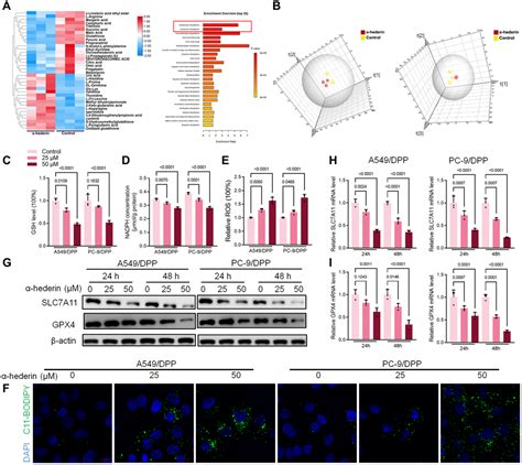 α Hederin promotes ferroptosis and reverses cisplatin chemoresistance