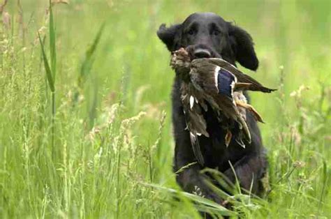 Duck Hunting Dogs: Choose The Best Breed • Hookers and Holsters