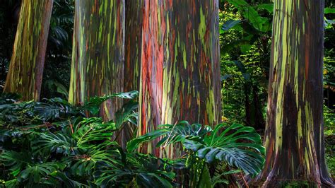 Karri Forest Eucalyptus Wallpaper Windows