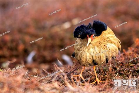 Ruff Male In Breeding Plumage In Mating Display Philomachus Pugnax