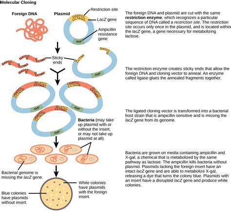 Molecular Cloning | Biotechnology and Genomics