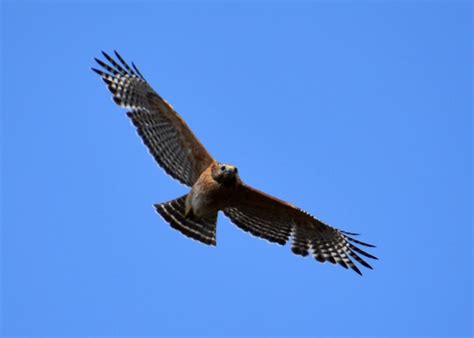 Red-shouldered Hawk in Ohio? - Help Me Identify a North American Bird - Whatbird Community