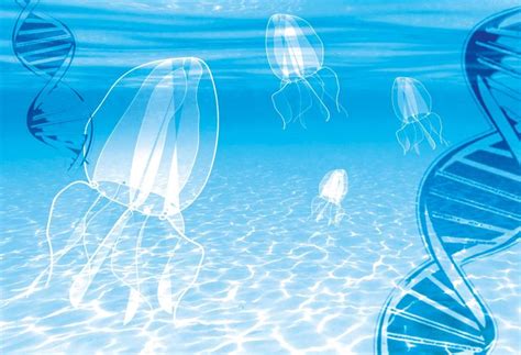 hace inmortal  la medusa turritopsis dohrnii iisa