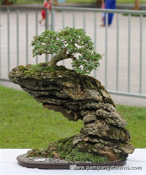 Bonsai Tree Growing on a Rock