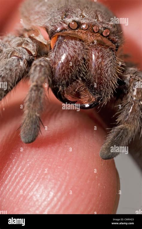 Scary spider close-up? No it's a cast off spider skin Stock Photo - Alamy