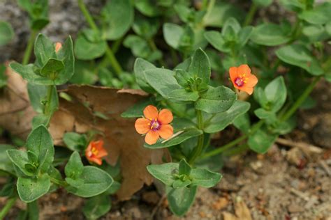 Anagallis Arvensis