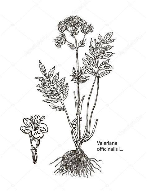 Valeriana Officinalis Ilustración Botánica Vectorial Dibujada A Mano De Valeriana Sobre Fondo