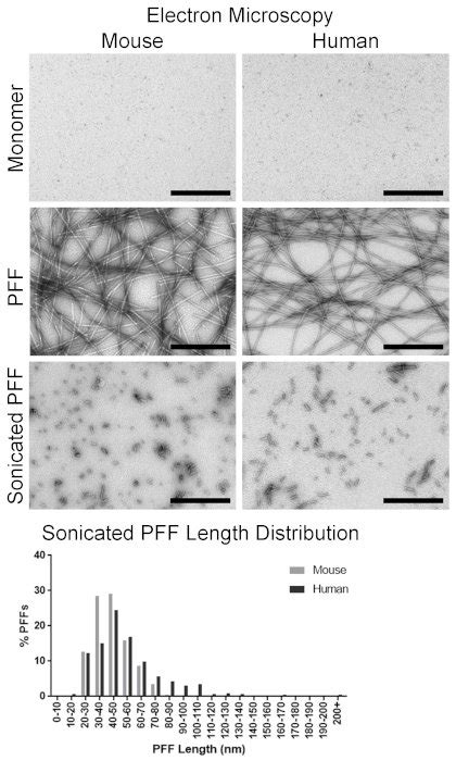 Visualization Of α Syn Monomers And α Syn Fibrils Via Transmission