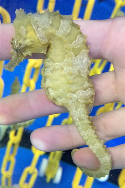 Captive Bred Saddled Erectus Seahorse Malefemale Pair Young Pair