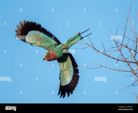 An Adult Lilac Breasted Roller Coracias Caudatus In Flight In Hwange