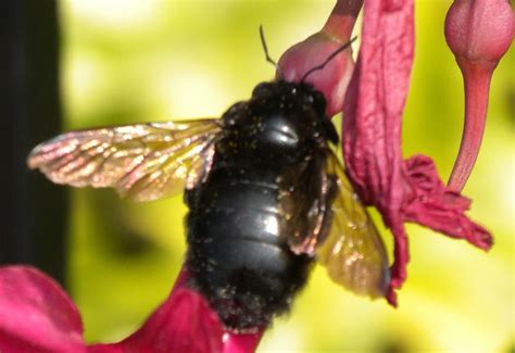 Garden Guy Hawaii What Are The Large Black Bees Hovering Around My House