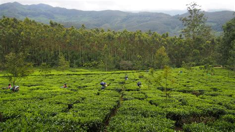 images tree plant flower valley green jungle soil botany