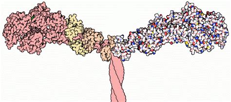 Myosin - wikidoc