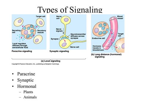 Cell Signaling Types