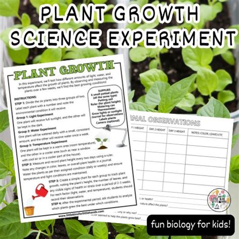 Hypothesis for Kids (Hypothesis Examples)