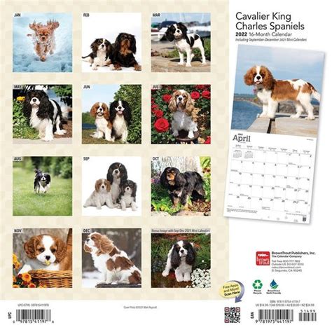 Cavalier King Charles Spaniel Kalender Bol