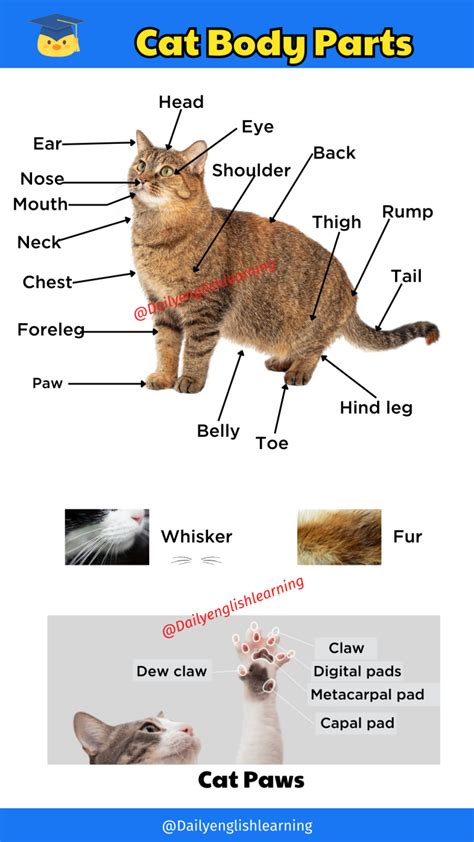 20 Cat Body Parts Useful Cat Anatomy With Pictures Daily English