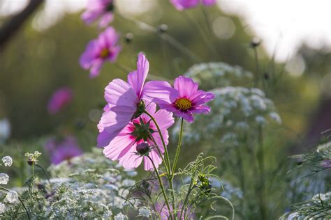 Flowers Susanne Nilsson Flickr