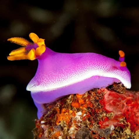 Purple Sea Slug - Chromodoris sp.