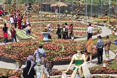 Destinasi Puri Mataram Yogya Miliki Taman Aglaonema Satu Satunya Di