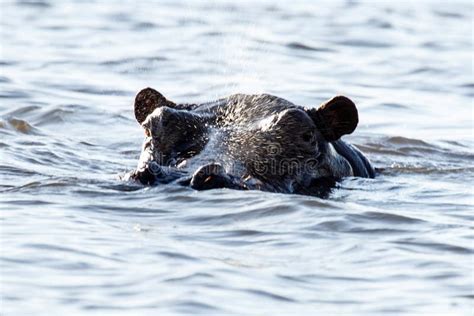 Hippo Swimming Chobe River Botswana Africa Stock Photo Image Of