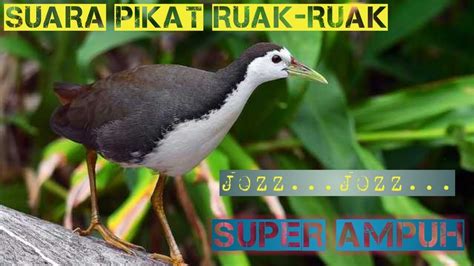 Suara Pikat Ruak Ruak Super Ampuh Youtube