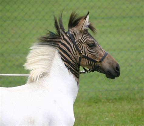 Zebroid | The Biggest Animals Kingdom