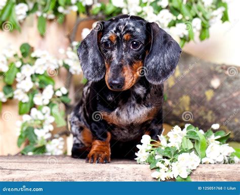 Dachshund In The Garden Stock Photo Image Of Branches 125051768