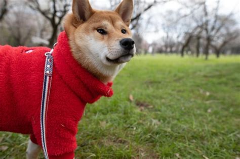 Cão shiba inu em pé na grama no cão do parque em uma grama verde e