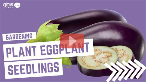 How to Plant Eggplant Seedlings?