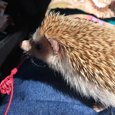 why is hedgehog sick easily 8