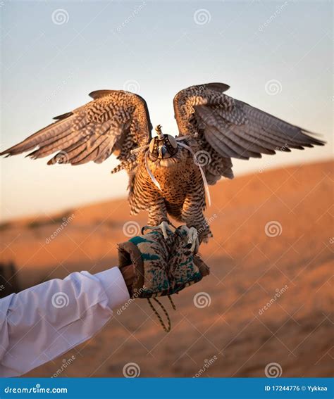 Hunting falcon stock photo. Image of headpiece, wilderness - 17244776