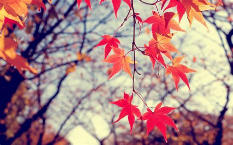 Wallpaper Sunlight Trees Fall Leaves Nature Red Plants Earth