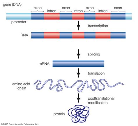 Pre-mRNA | genetics | Britannica