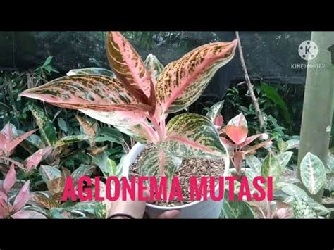 Harga Jenis Aglonema Populer Aglonema Anakan Price Of