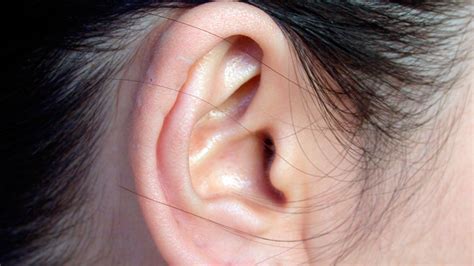 Descubrieron cuáles son los genes que dan forma a la oreja Elonce