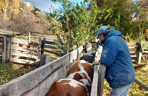 Con Mejoramiento Genético De Bovinos Indap Impulsa Desarrollo De Pequeña Ganadería En Aysén Indap