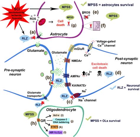 Schematic Diagram Summarizing The Main Mechanisms Exerted By Rlz Or