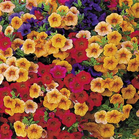 Calibrachoa Plants Mini Petunias Million Bells Or Trailing Petunias