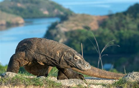 Komodo Dragon Teeth | A Guide To Their Razor Sharp Teeth