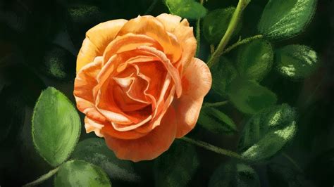 Peach Rose Digital Painting Time Lapse YouTube