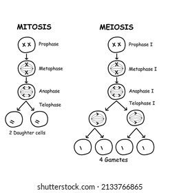 Mitosis Meiosis Diagram Cell Division Stock Vector (Royalty Free ...