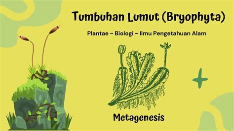 Penjelasan Metagenesis Tumbuhan Lumut Bryophyta Proses Metagenesis