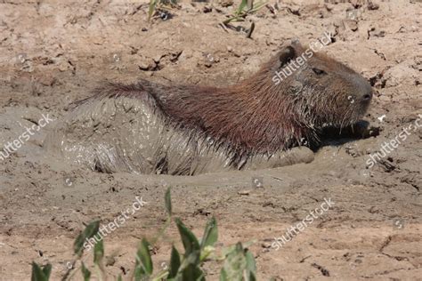 Capybara Hydrochaerus Hydrochaeris Adult Wallowing Mud Editorial Stock